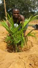 Ayubu with his palm tree
