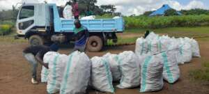 Cassava seed distribution