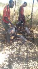 Youth watering trees in the germination nursary