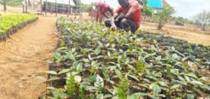 Tree seedlings ready to be planted