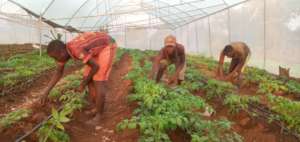 Tomatoes growing in the greenhouses