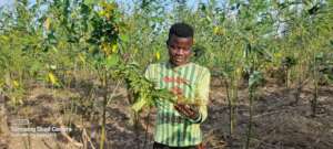 Jamal on cow peas farm