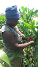 Maria with her amazing maize..