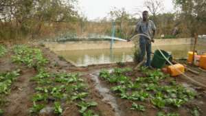 Njongo watering vegetables near by the fish pond