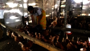 Vestina feeding chickens of her project