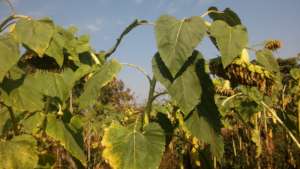 Sunflower farm maintained by Jafari