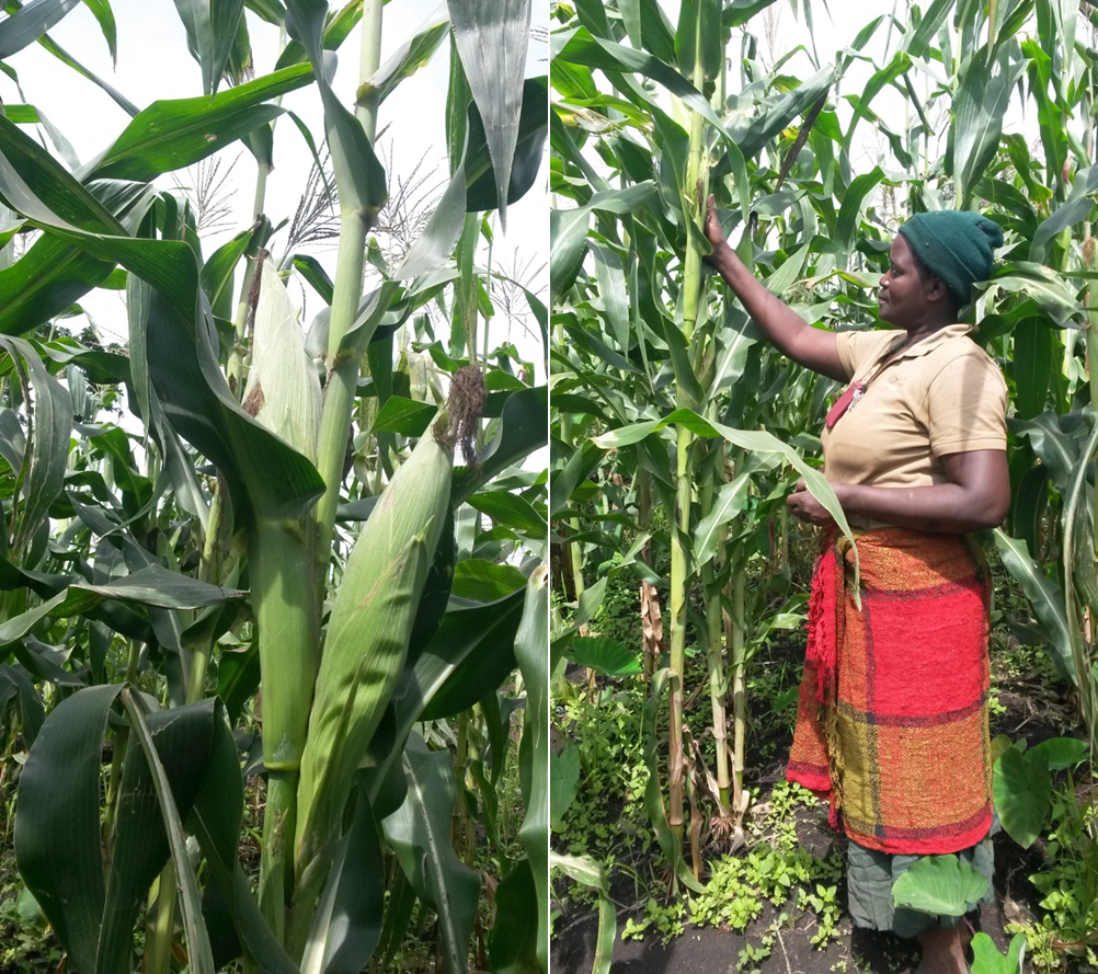 Great maize harvest after farmers training