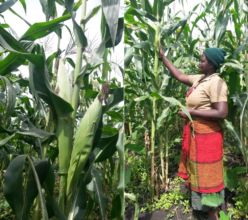 Great maize harvest after farmers training