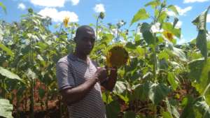 Benedicto with sunflower crop