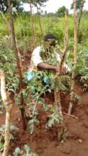 Seedlings