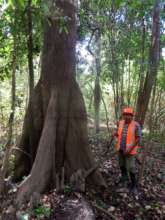 Leader of community showing us the tree Lupuna