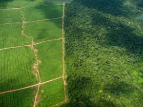 Deforestation caused by palm oil cultivation