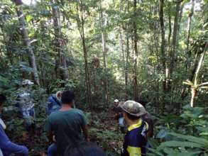 Virgin forest in Nueva Saposoa