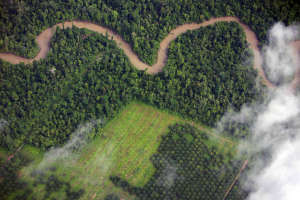 Destruction of forest for palm oil production