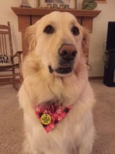 Aspen turns two years old :)