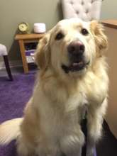 Aspen turns 3 years old!