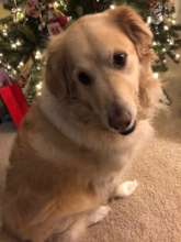 Aspen Chritmas 2020