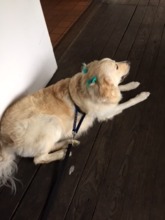 Aspen at the walk with her pretty ribbons!