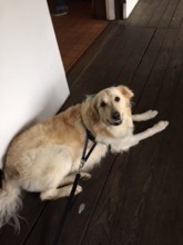 Aspen at the 13th Annual Walk in the Park