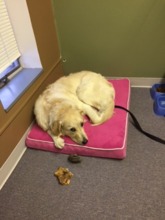 Aspen waiting for her favorite client to arrive