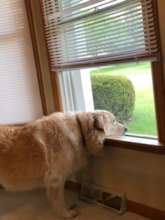 Aspen missing her friends at Fair Haven