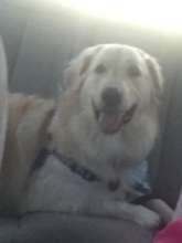 Aspen in the car right after her test!  SMILE!