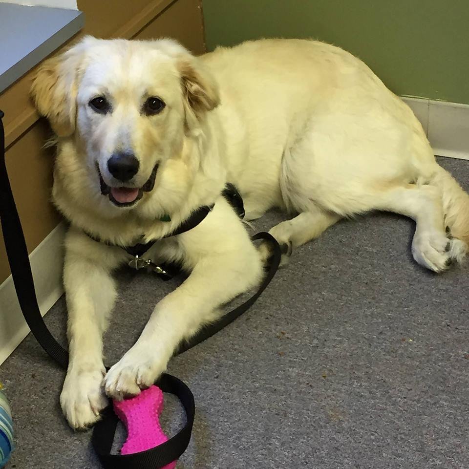 Meet Aspen!  Certified Therapy Dog.
