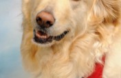 Meet Aspen!  Certified Therapy Dog.