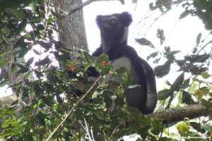 An Indri lemur (C) Nannye Randriamanantsaina