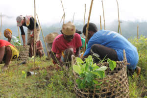 Teaching planting techniques to communities