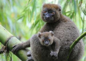 Greater bamboo lemur mother and baby