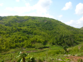 Typical bamboo forest, Kianjavato area