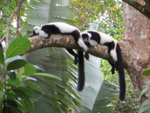 Black and white ruffed lemurs laying on tree
