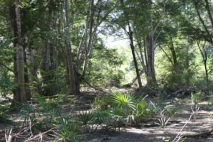 Forest near Ambato-Boeny (C) Tony King