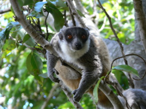 Mongoose Lemur (C) Tony King