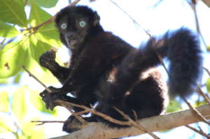 Eulemur flavifrons is unique for its blue eyes