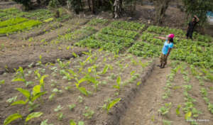 Vegetable gardens augment nutrition and livelihood