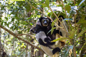 Indri Lemurs_Simon Nomis