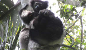 Lemurs are also a tourism resource