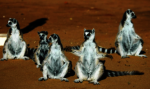 Surprisingly, Ring-tailed lemurs are now listed