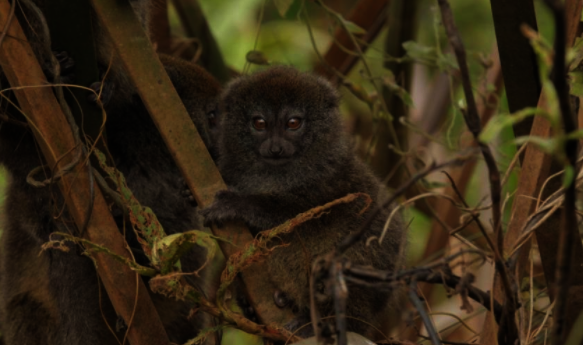 Alaotra Reed Lemur