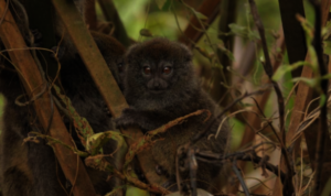 Alaotra Reed Lemur