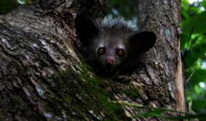 the unique and wonderful Aye-Aye lemur