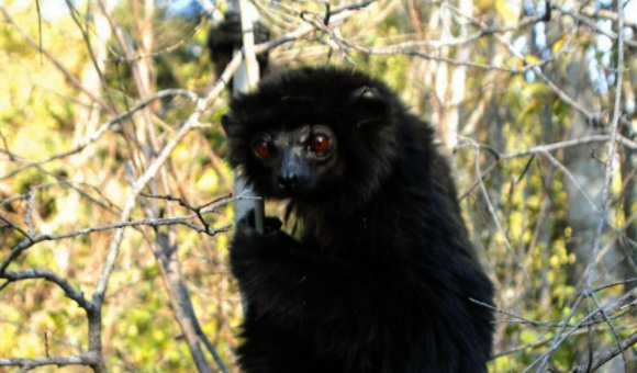 Perrier's Sifaka lemur