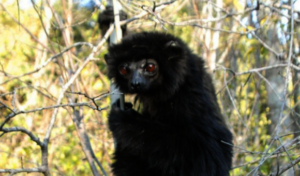 Perrier's Sifaka lemur