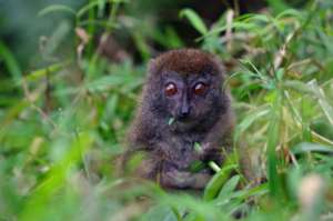 Rusty-gray Lesser Bamboo Lemur (c) Elena Racevska