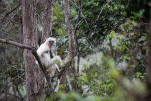 Silky Sifaka sitting in tree. Credit: Nick Riley
