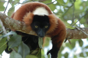 Varecia rubra copyright Rusell A. Mittermeier