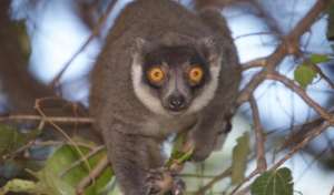 Eulemur mongoz female | (C) Travis Steffens