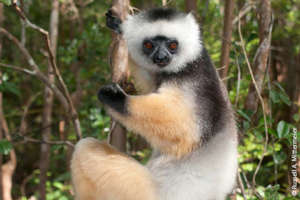 Diademed Sifaka is one SOS Lemurs species